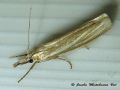 Crambus perlella